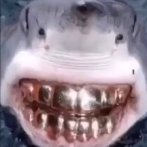 Meet your Posher, Adam